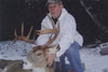 Deer 1